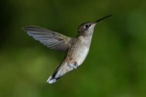 hummingbird